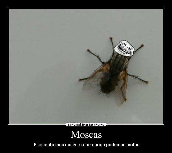 Moscas -