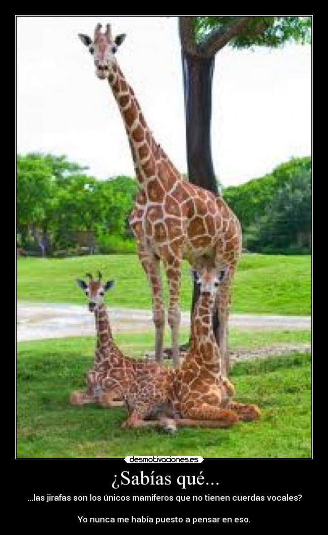 ¿Sabías qué... - ...las jirafas son los únicos mamiferos que no tienen cuerdas vocales?
Yo nunca me había puesto a pensar en eso.