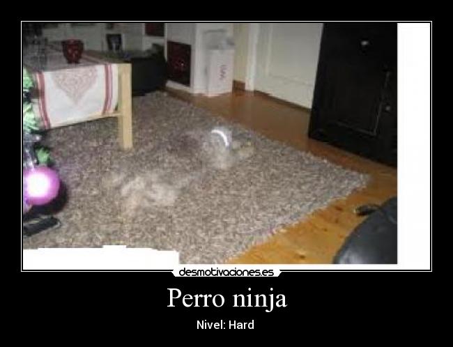 Perro ninja - Nivel: Hard