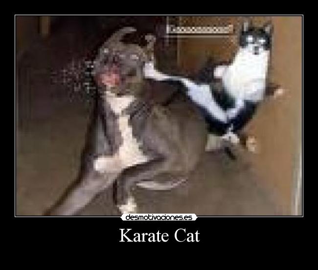 Karate Cat - 