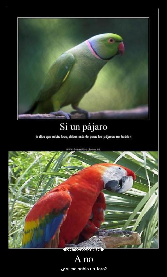 A no - ¿y si me hablo un loro?