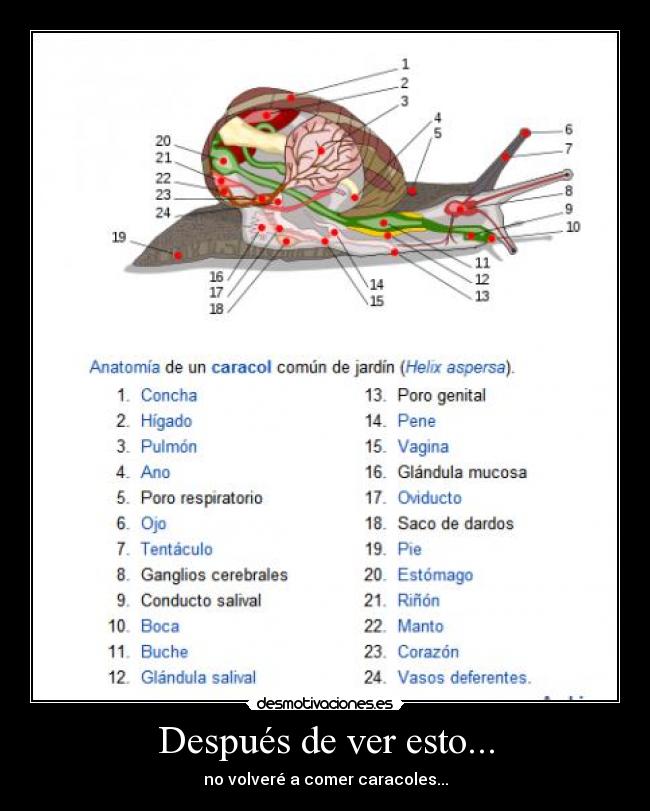 Después de ver esto... - no volveré a comer caracoles...