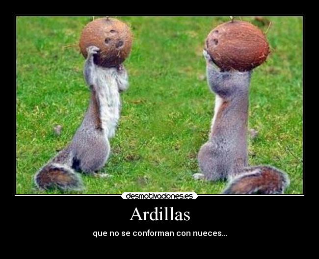Ardillas -