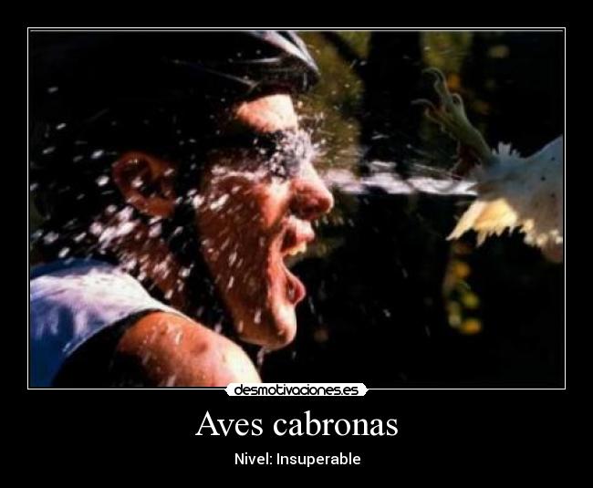 Aves cabronas - Nivel: Insuperable