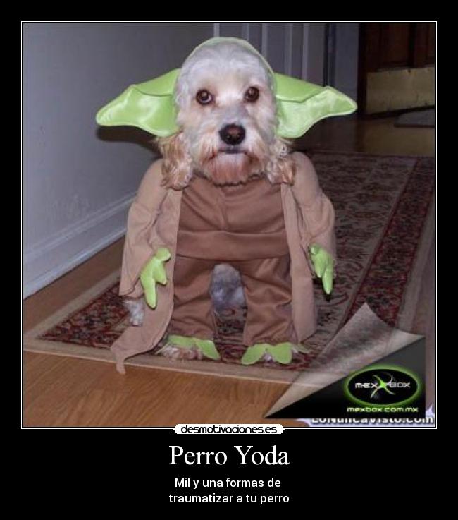 Perro Yoda - Mil y una formas de
traumatizar a tu perro