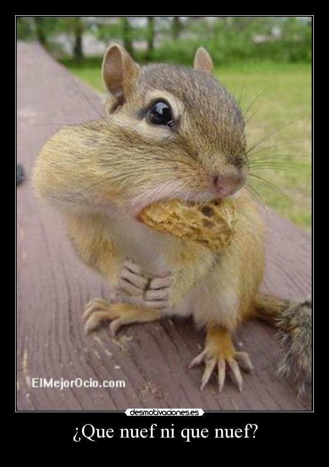 ¿Que nuef ni que nuef? - 