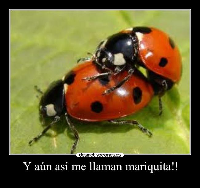 Y aún así me llaman mariquita!! -