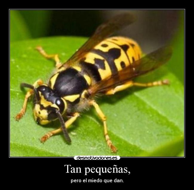 Tan pequeñas, - 