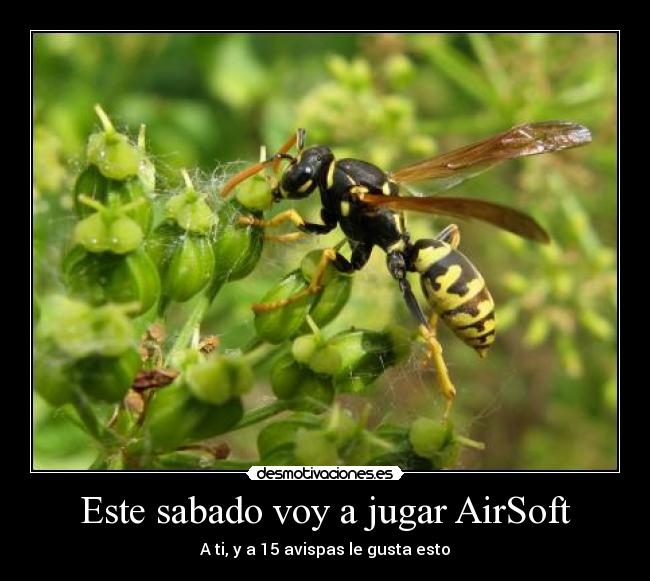 Este sabado voy a jugar AirSoft - A ti, y a 15 avispas le gusta esto