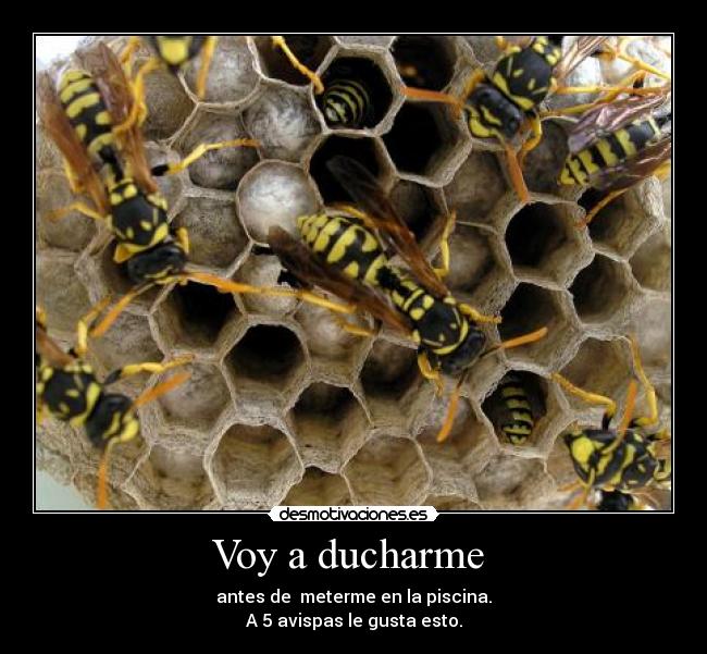 Voy a ducharme  - 