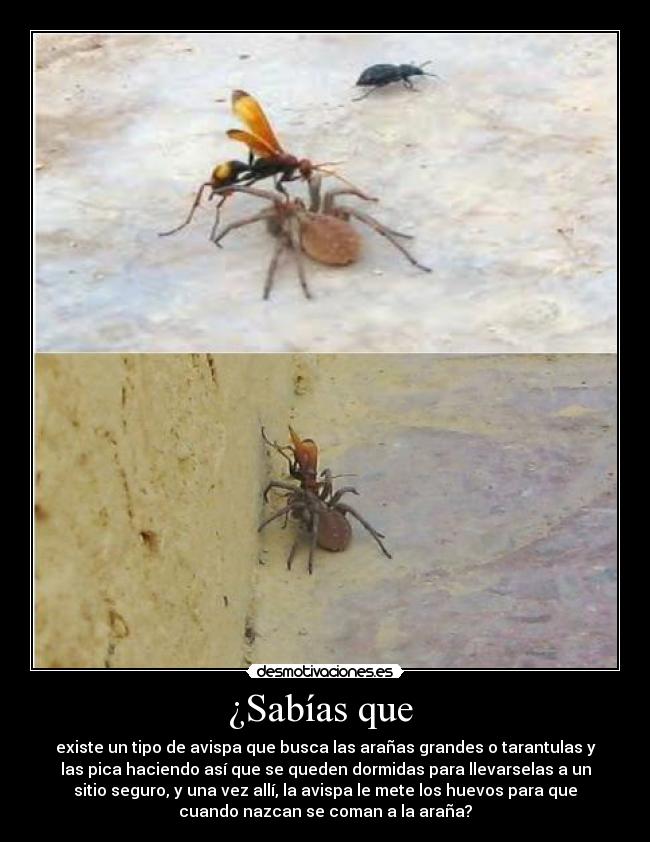 ¿Sabías que - existe un tipo de avispa que busca las arañas grandes o tarantulas y
las pica haciendo así que se queden dormidas para llevarselas a un
sitio seguro, y una vez allí, la avispa le mete los huevos para que
cuando nazcan se coman a la araña?