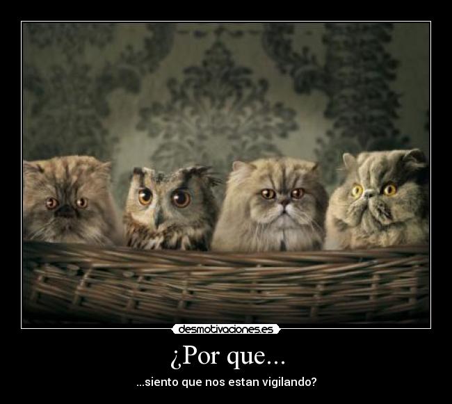 ¿Por que... - ...siento que nos estan vigilando?