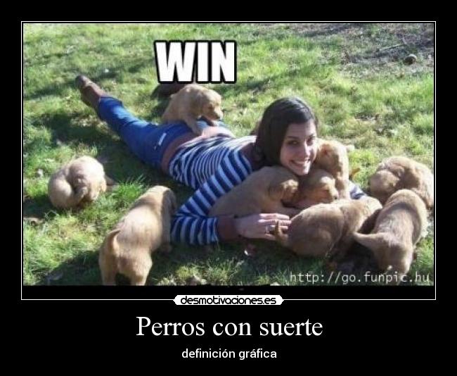 Perros con suerte - definición gráfica