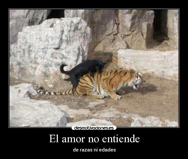 El amor no entiende - 