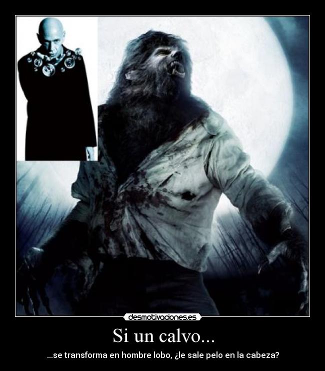 Si un calvo... - ...se transforma en hombre lobo, ¿le sale pelo en la cabeza?