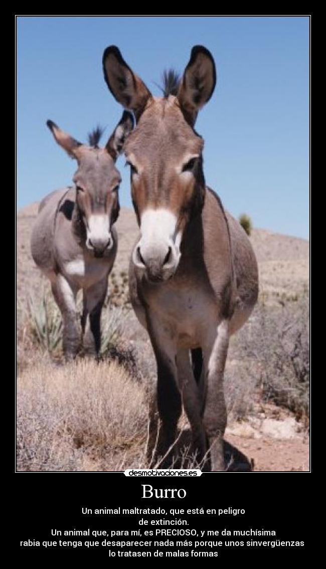 Burro - 