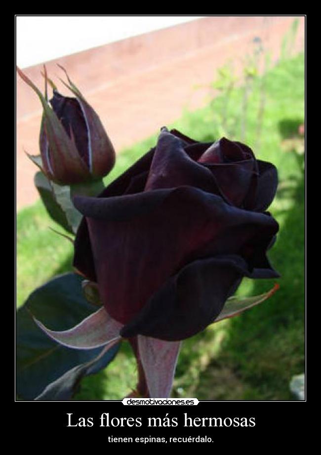 Las flores más hermosas - 