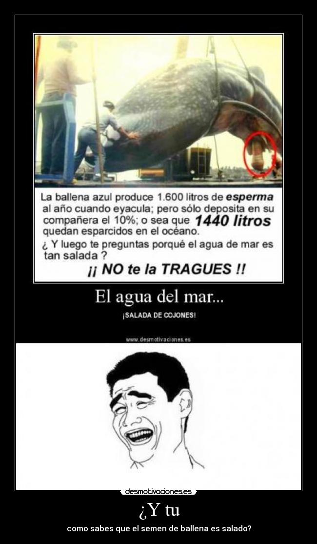 carteles ballena desmotivaciones