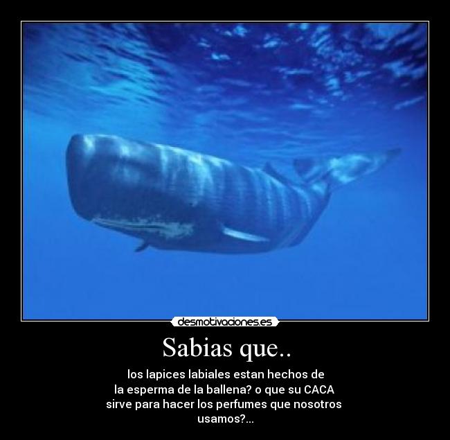 Sabias que.. - los lapices labiales estan hechos de
la esperma de la ballena? o que su CACA 
sirve para hacer los perfumes que nosotros 
usamos?...