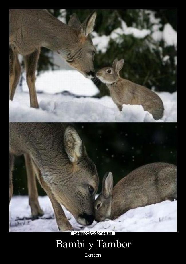 Bambi y Tambor - Existen 