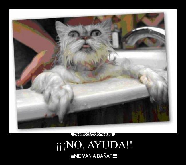 carteles ayuda gato desmotivaciones