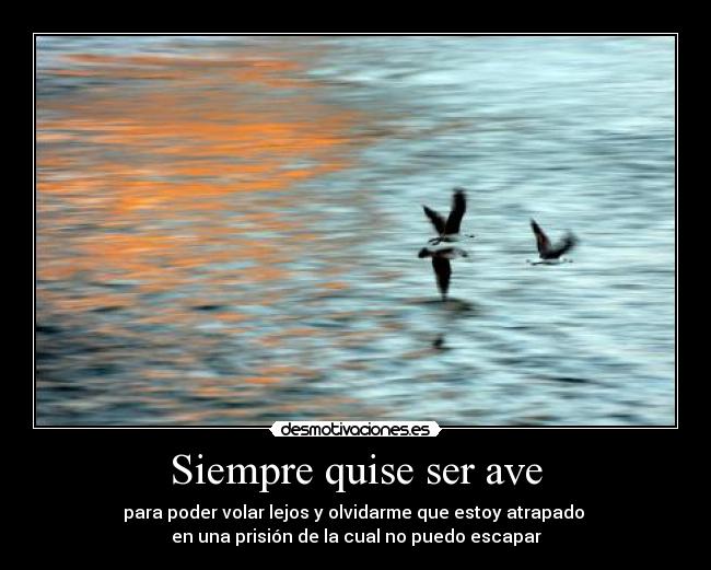 Siempre quise ser ave - para poder volar lejos y olvidarme que estoy atrapado 
en una prisión de la cual no puedo escapar