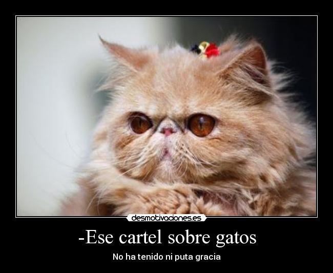 -Ese cartel sobre gatos -