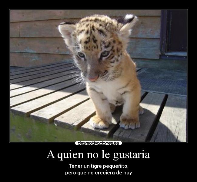 A quien no le gustaria - Tener un tigre pequeñito,
pero que no creciera de hay
