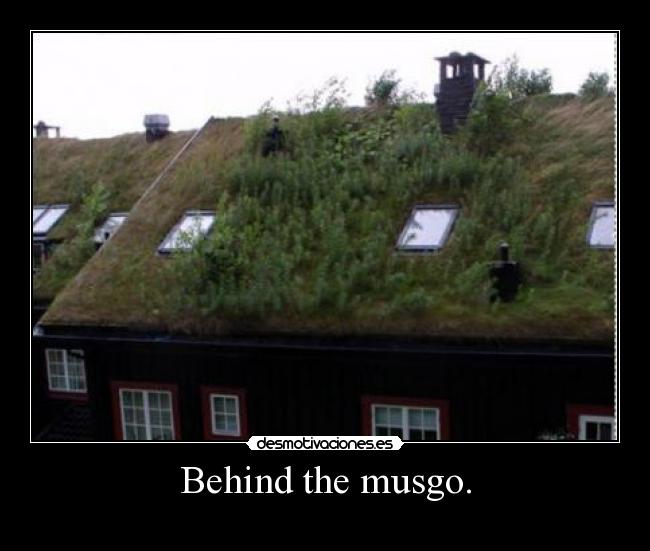 Behind the musgo. -