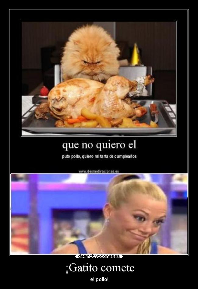 ¡Gatito comete - el pollo!