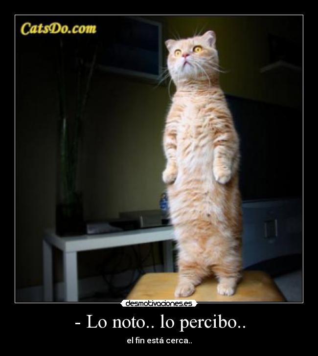 carteles gato enparanollado con fin desmotivaciones