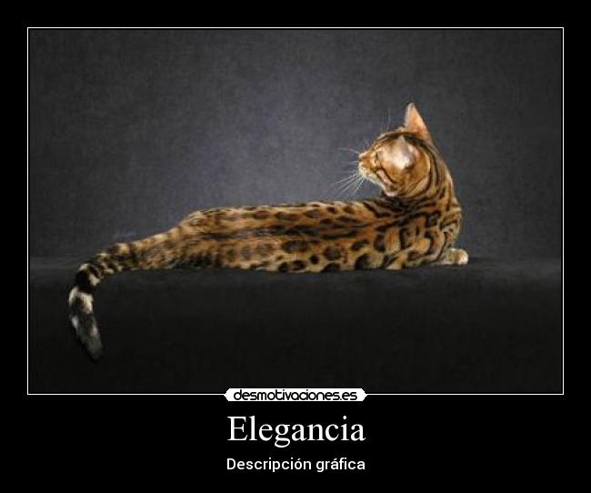 Elegancia - 