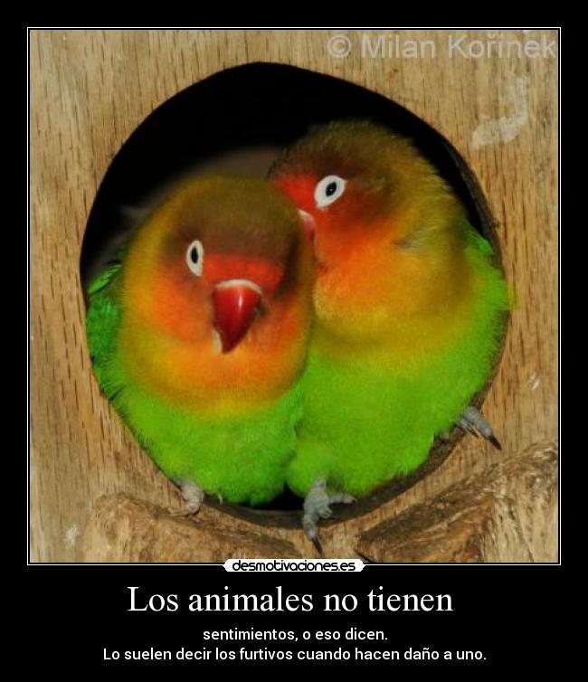 Los animales no tienen -