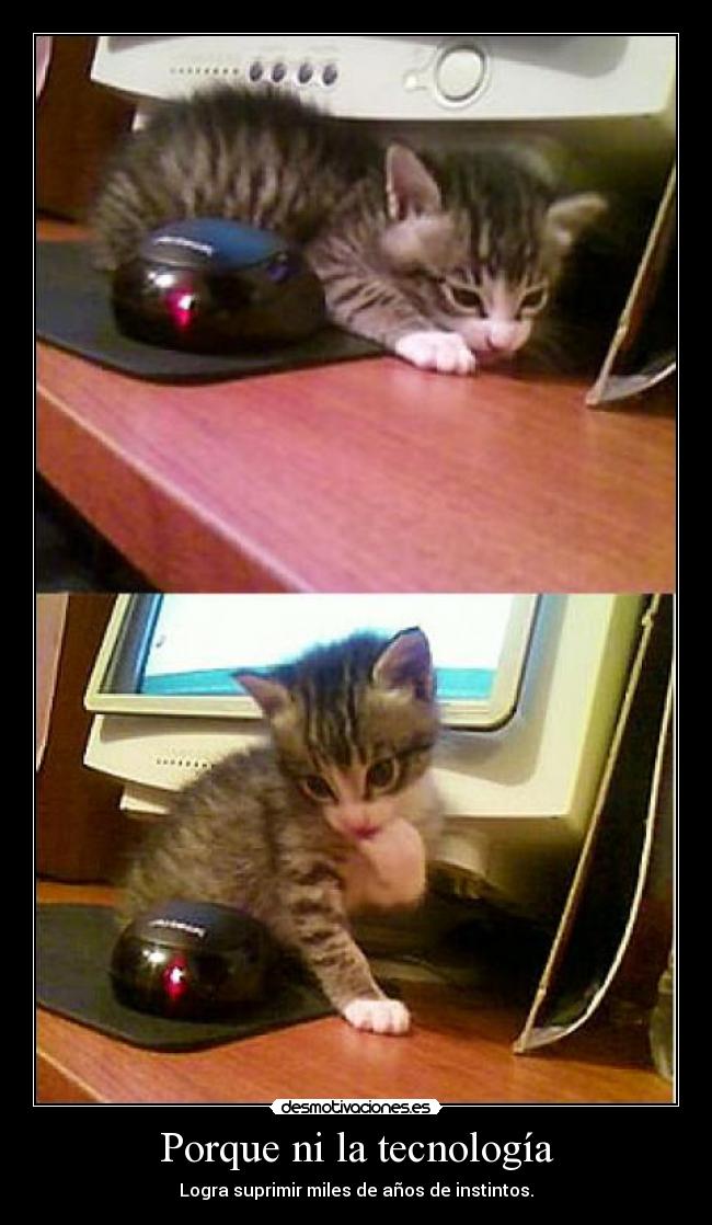 carteles gatos gatitos mascotas tecnologia raton instintos mouse computadoras computadora desmotivaciones