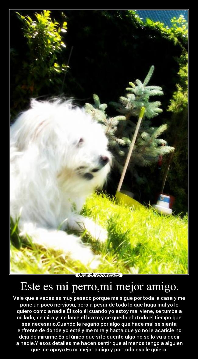 Este es mi perro,mi mejor amigo. - Vale que a veces es muy pesado porque me sigue por toda la casa y me
pone un poco nerviosa, pero a pesar de todo lo que haga mal yo le
quiero como a nadie.Él solo él cuando yo estoy mal viene, se tumba a
mi lado,me mira y me lame el brazo y se queda ahí todo el tiempo que
sea necesario.Cuando le regaño por algo que hace mal se sienta
enfrente de donde yo esté y me mira y hasta que yo no le acaricie no
deja de mirarme.Es el único que si le cuento algo no se lo va a decir
a nadie.Y esos detalles me hacen sentir que al menos tengo a alguien
que me apoya.Es mi mejor amigo y por todo eso le quiero.