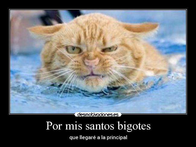Por mis santos bigotes - 