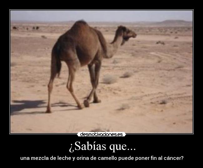 ¿Sabías que... - una mezcla de leche y orina de camello puede poner fin al cáncer?