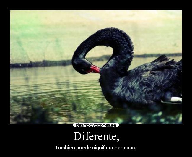 carteles aerdna66 cisne negro hermoso significar desmotivaciones