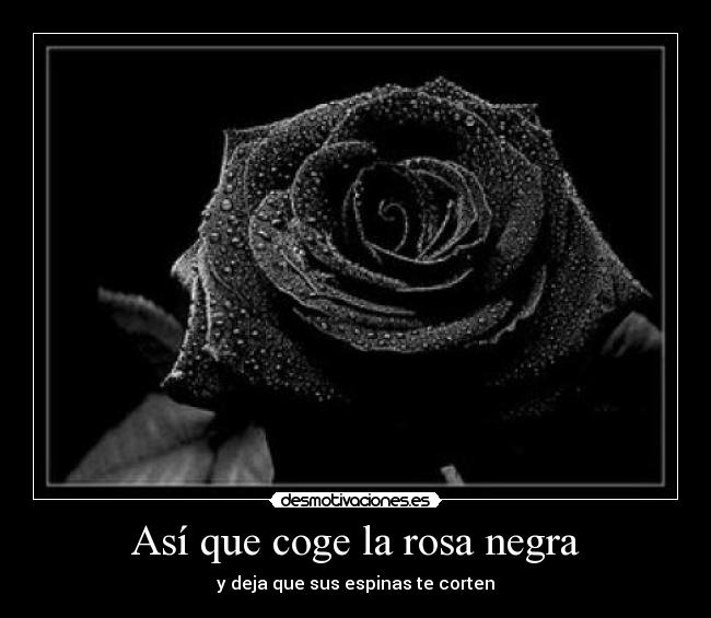 Así que coge la rosa negra - 