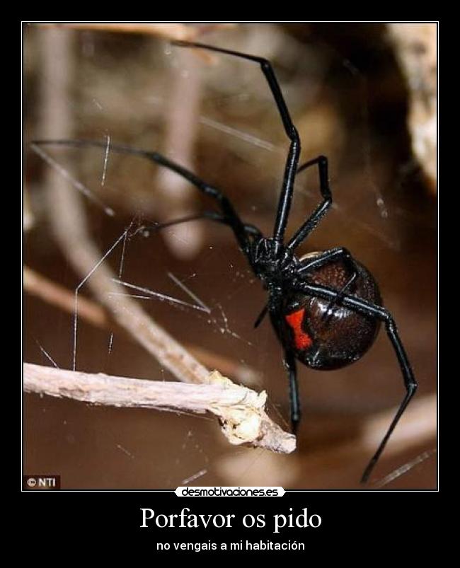 Porfavor os pido - no vengais a mi habitación