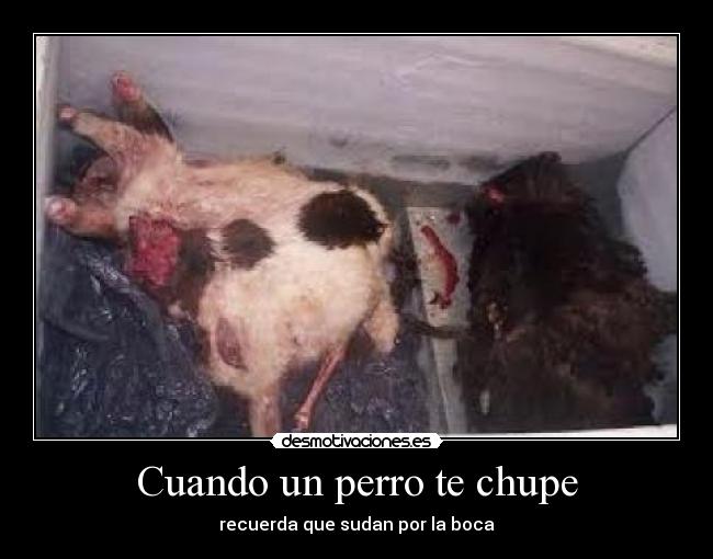Cuando un perro te chupe -