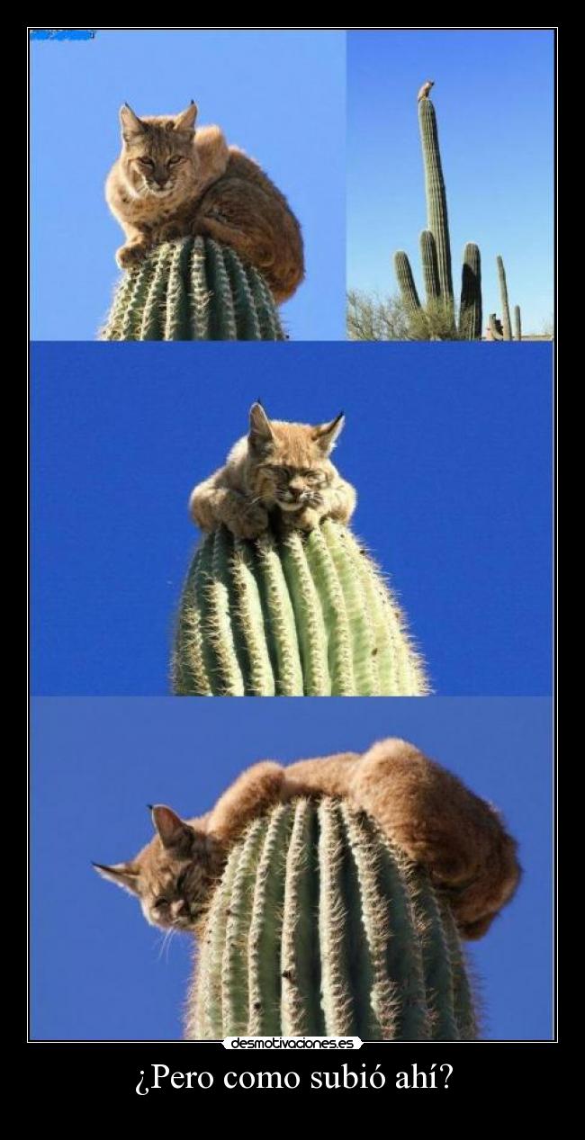 ¿Pero como subió ahí? - 