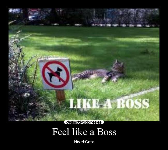 Feel like a Boss - 