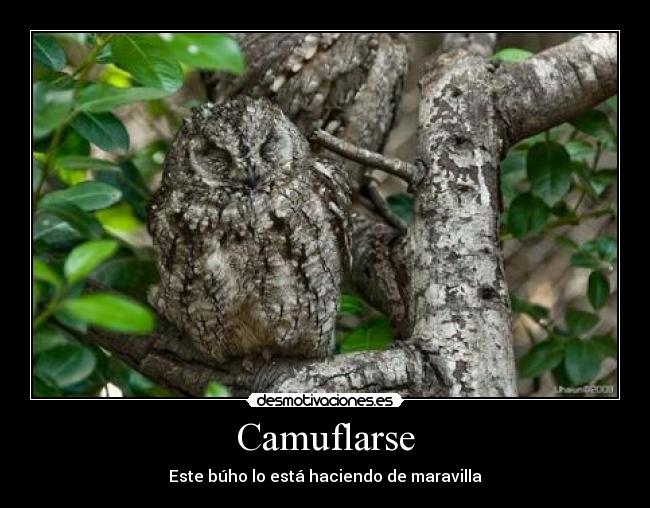 Camuflarse - 