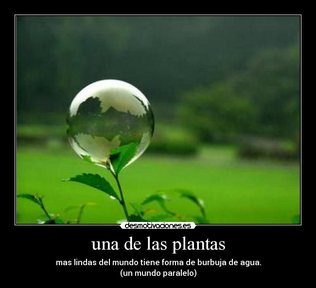 una de las plantas -