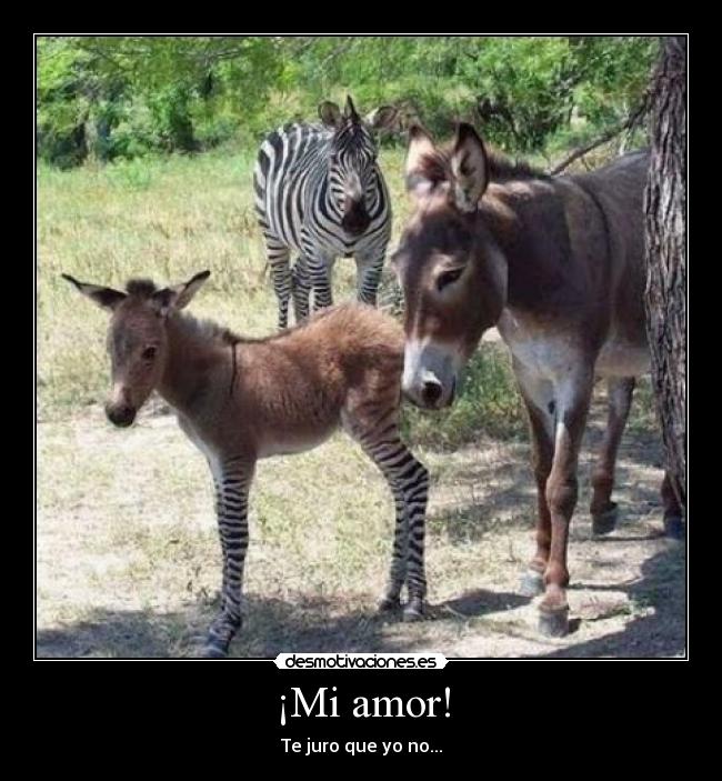 ¡Mi amor! - 