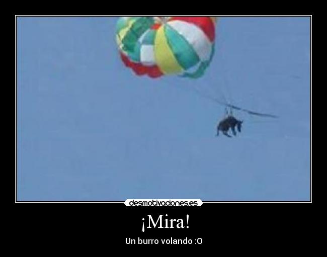 ¡Mira! - Un burro volando :O