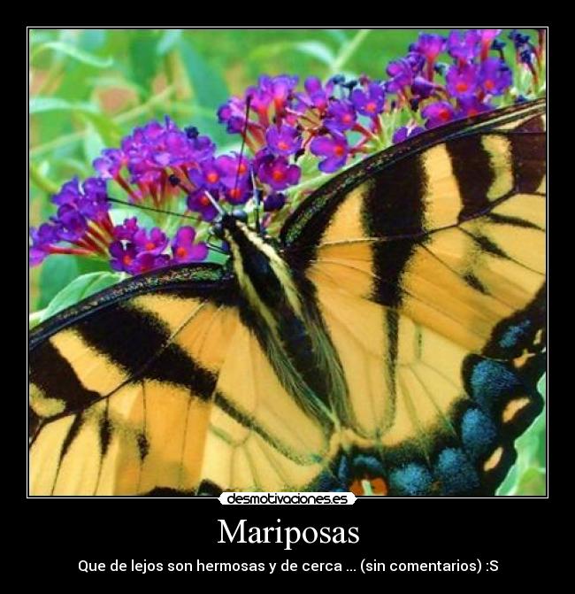 Mariposas - Que de lejos son hermosas y de cerca ... (sin comentarios) :S