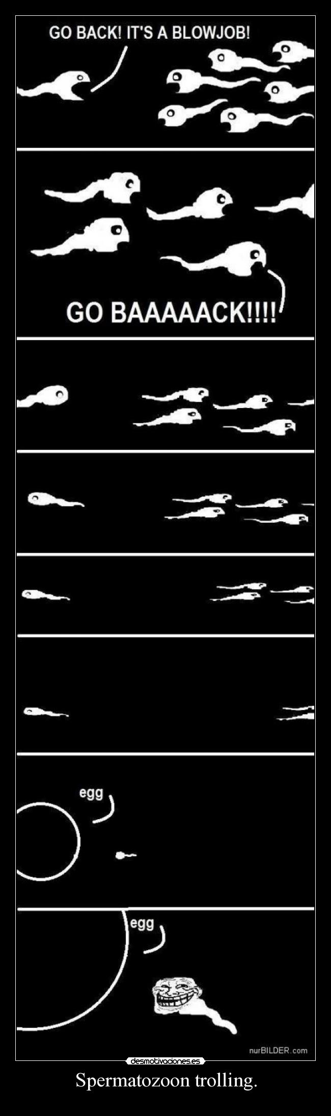 Spermatozoon trolling. -