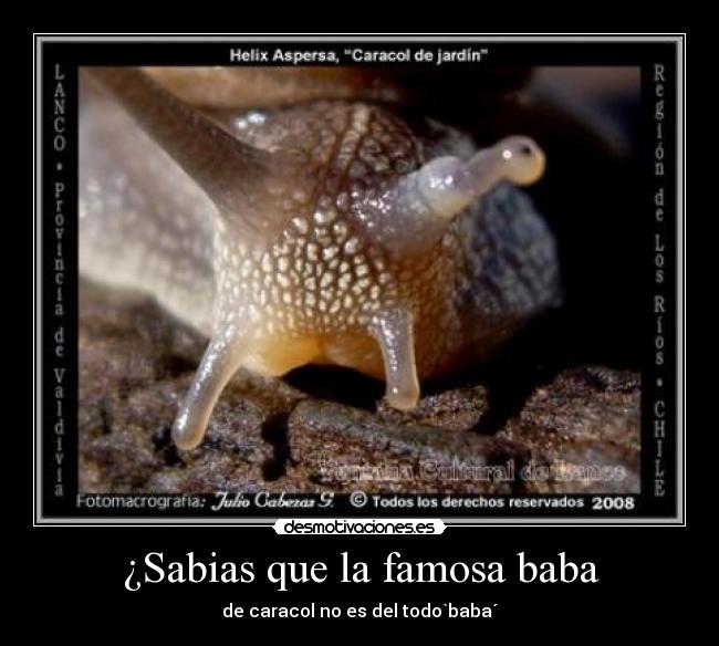 ¿Sabias que la famosa baba - de caracol no es del todo`baba´